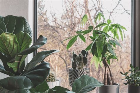 陽台植物風水|陽台植物風水指南：打造生機勃勃、招財納福的綠色天。